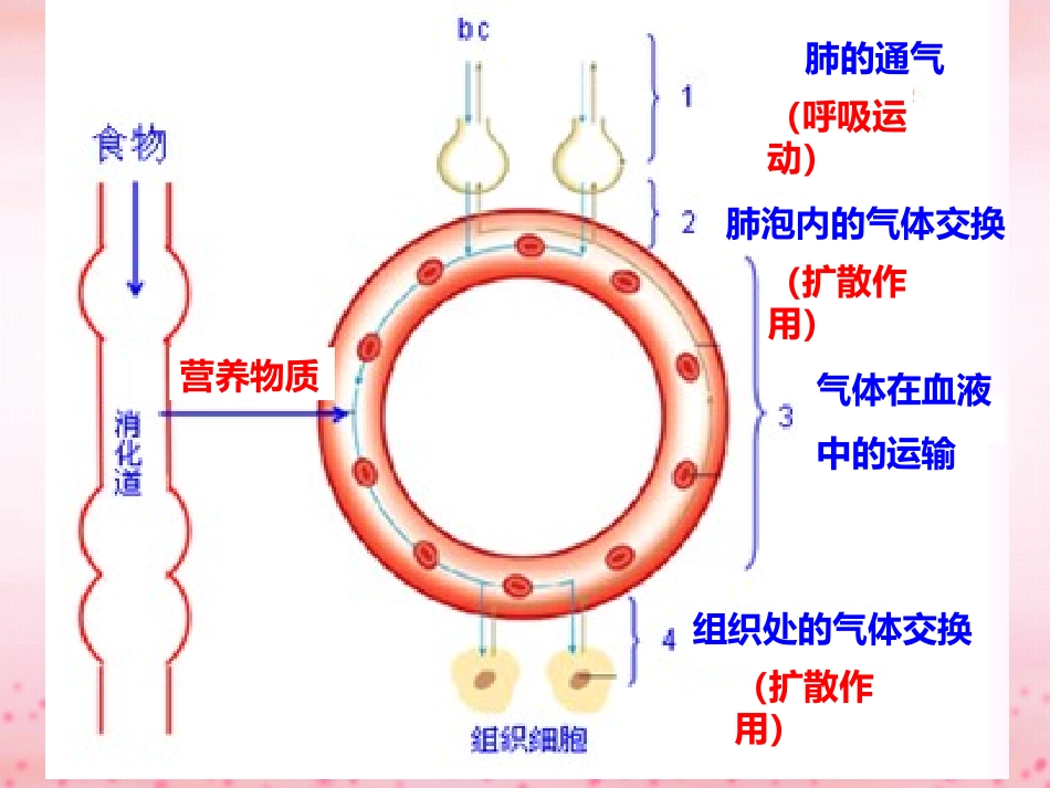 人体内能量的利用_第1页