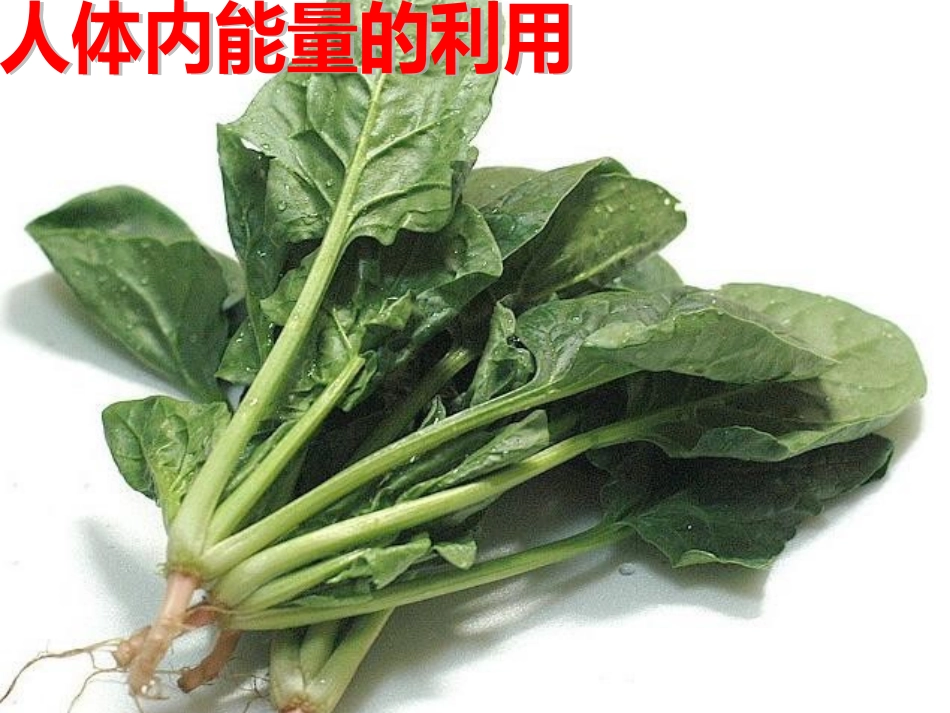 人体内能量的利用_第2页