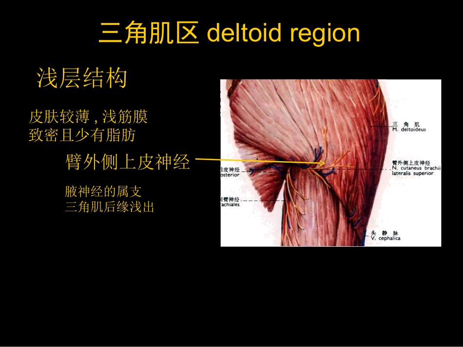 三角肌区和肩胛区的解剖_第2页