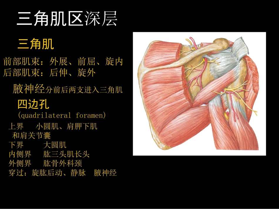 三角肌区和肩胛区的解剖_第3页