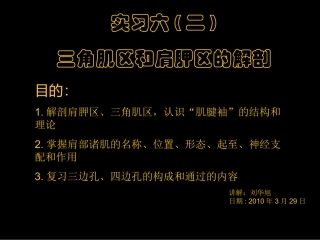 三角肌区和肩胛区的解剖