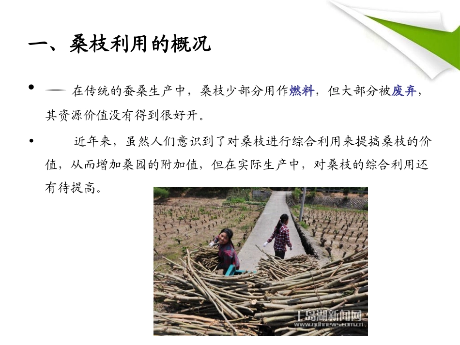桑枝综合利用的现状专题培训课件_第2页