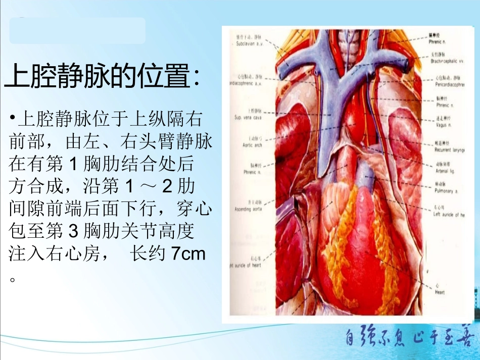 上腔静脉阻塞综合征_第3页