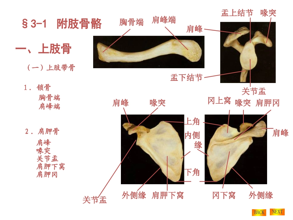 上下肢骨及连接_第1页