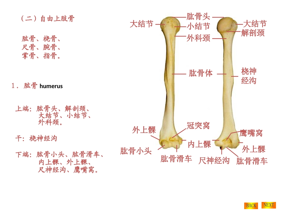上下肢骨及连接_第2页