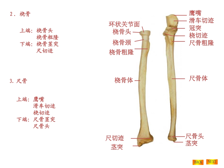 上下肢骨及连接_第3页