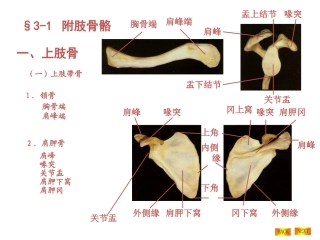 上下肢骨及连接