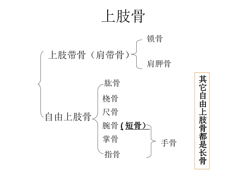 上肢骨下肢骨_第1页