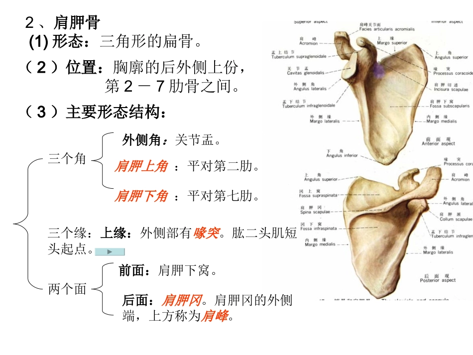 上肢骨下肢骨_第3页