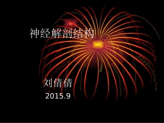 神经解剖结构