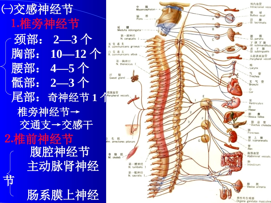 神经解剖内脏神经_第3页