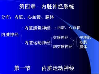神经解剖内脏神经