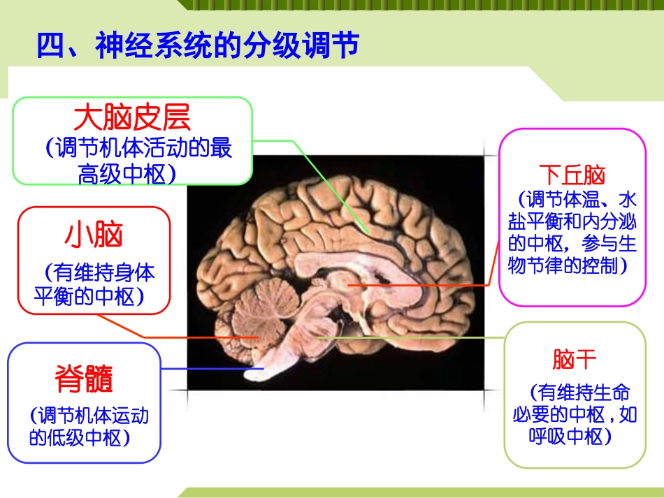 神经系统的分级调节_第2页
