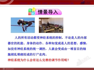 神经系统的组成课件