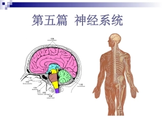 神经系统总论