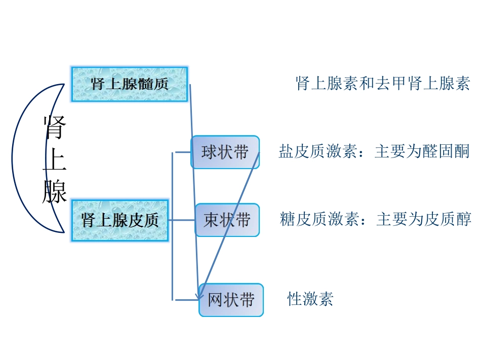 肾上腺皮质疾病_第2页