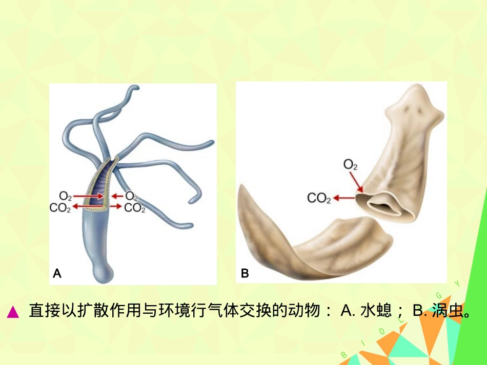生物动物的呼吸呼吸构造和呼吸运动_第3页