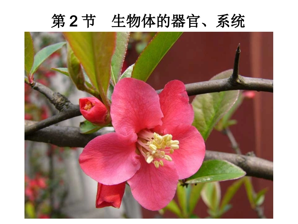 生物体的器官系统_第1页