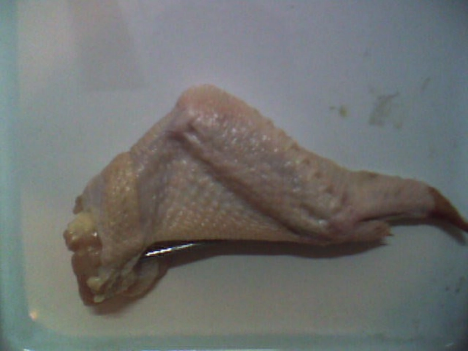 生物体的器官系统_第3页