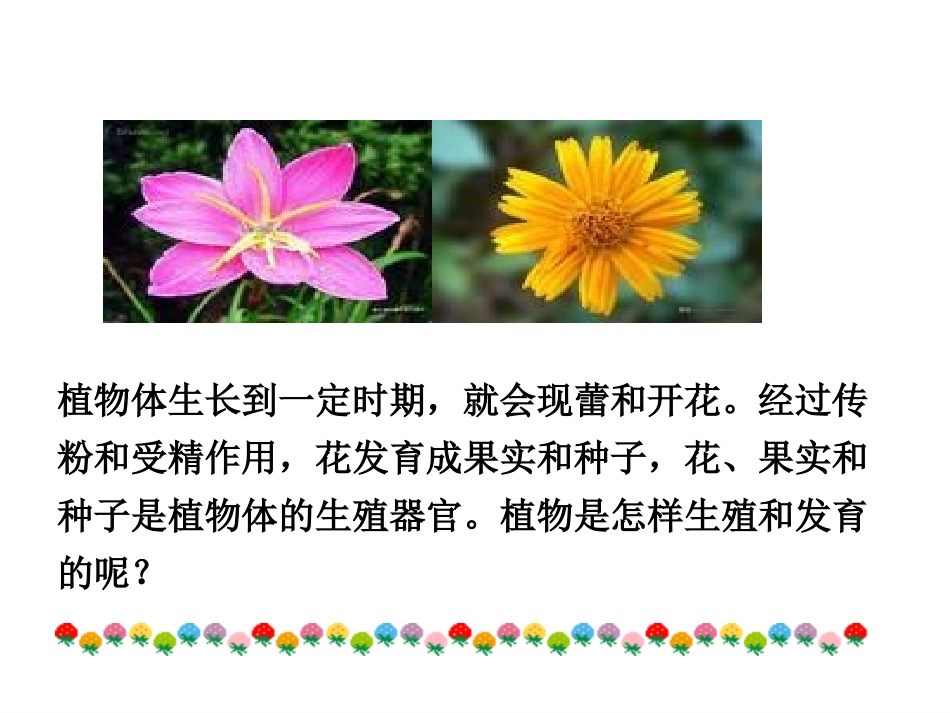 生殖器官的生长课件_第2页