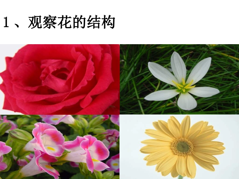 生殖器官的生长课件_第3页