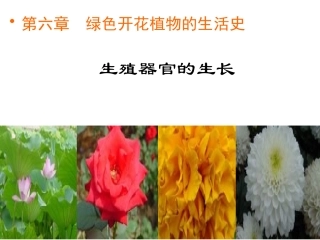 生殖器官的生长课件