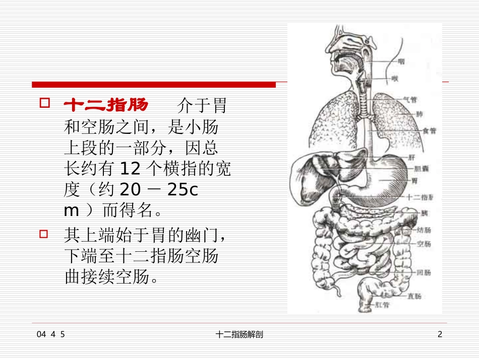 十二指肠解剖_第2页