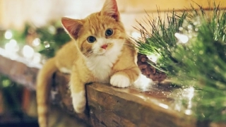 识字四中国美食