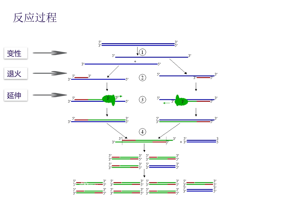 实时荧光定量PCR技术_第2页