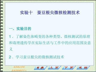 实验十蚕豆根尖微核检测技术