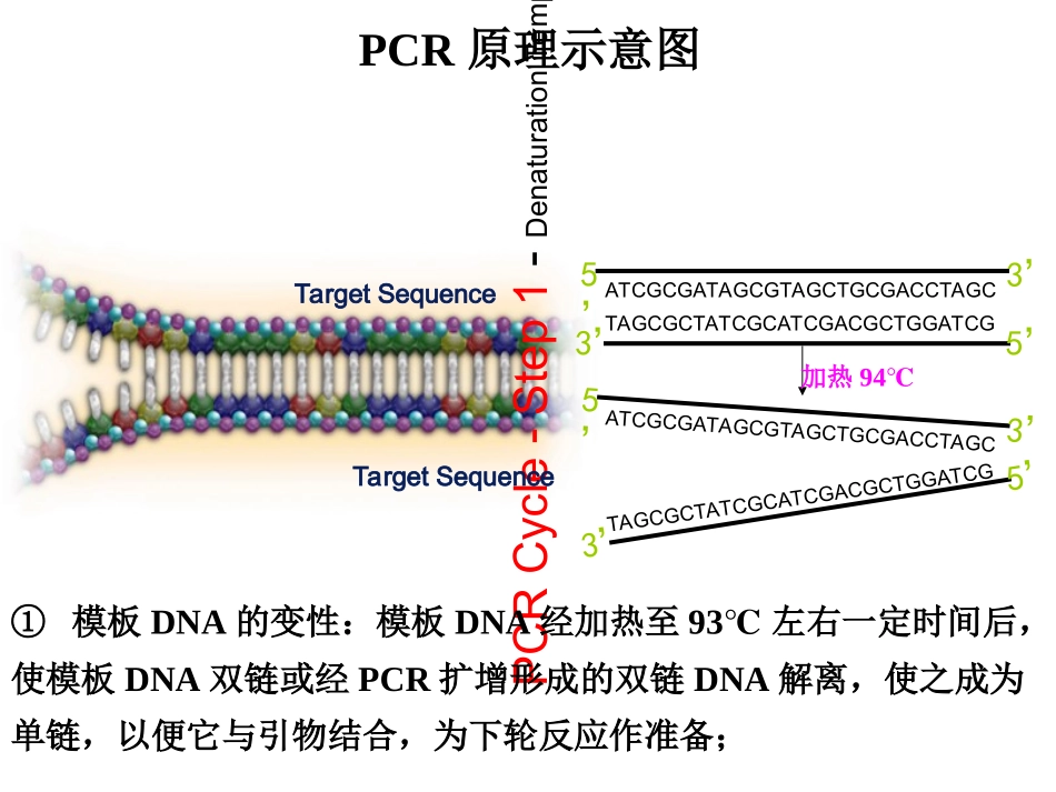 实验四PCR及电泳技术_第2页