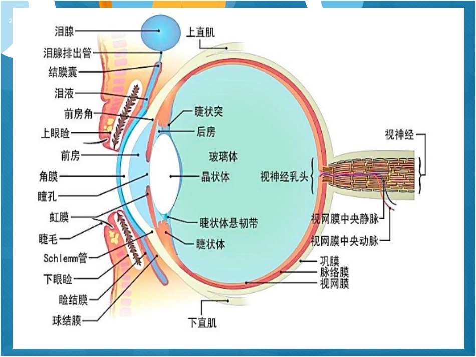 视网膜中央动脉栓塞_第2页