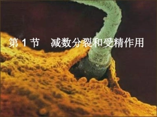 受精作用汇总