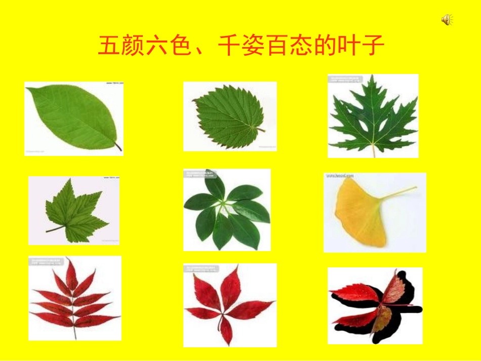树叶变变变课件_第3页
