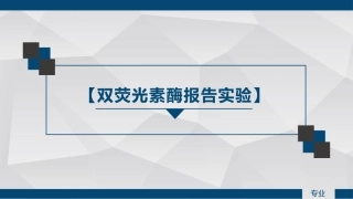 双荧光素酶报告实验
