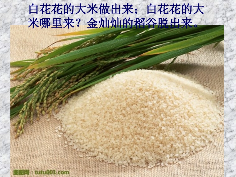 水稻的生长过程_第2页