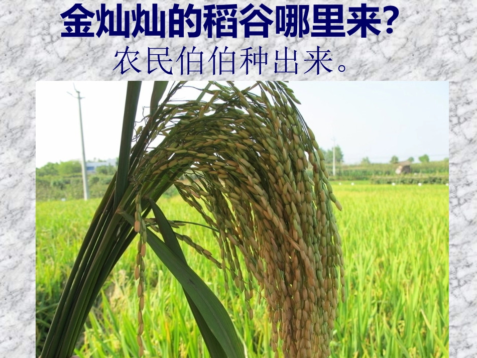 水稻的生长过程_第3页