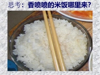 水稻的生长过程