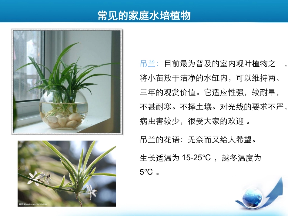 水培植物种植_第2页