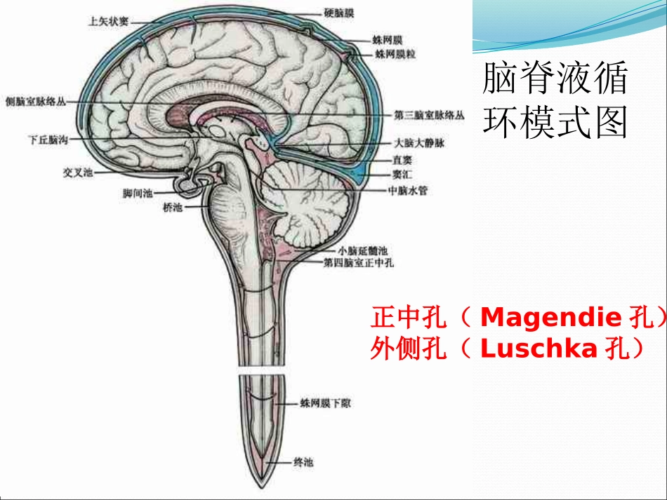 髓母细胞瘤室管膜瘤精品医学课件_第3页