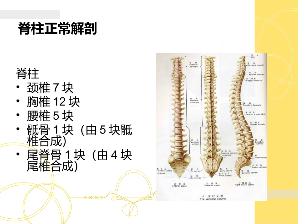 胎儿脊柱异常的超声诊疗_第2页
