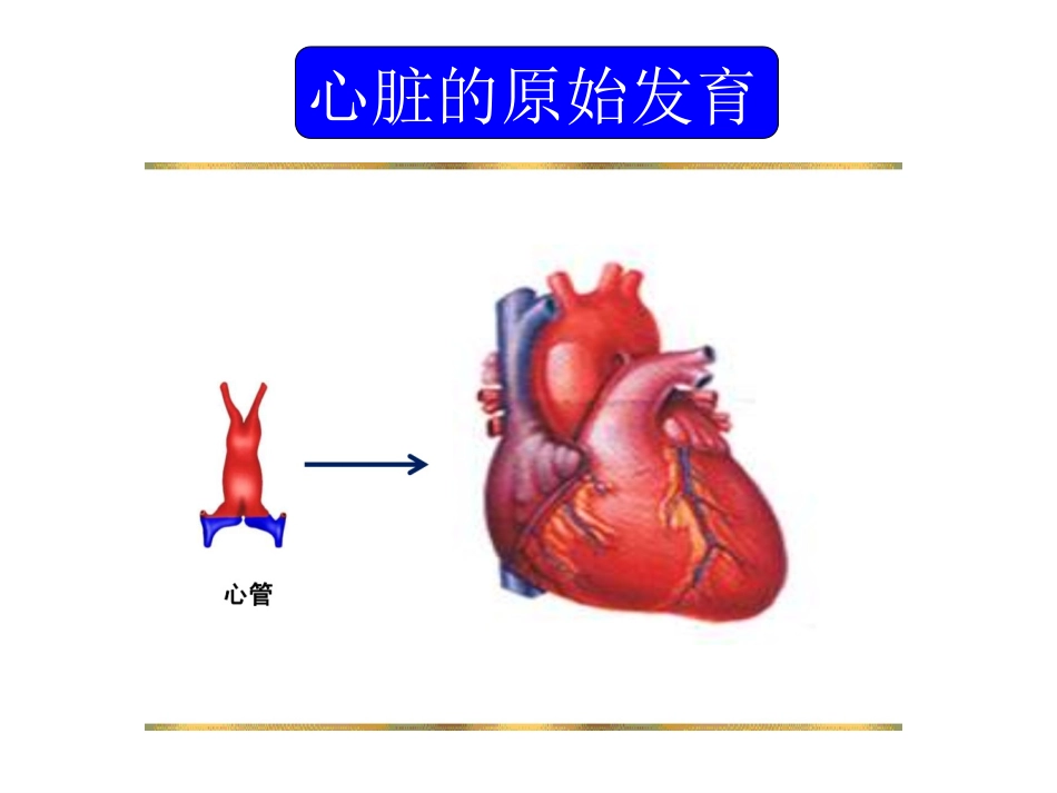 胎儿心脏锥干畸形与血管环的超声诊断_第2页