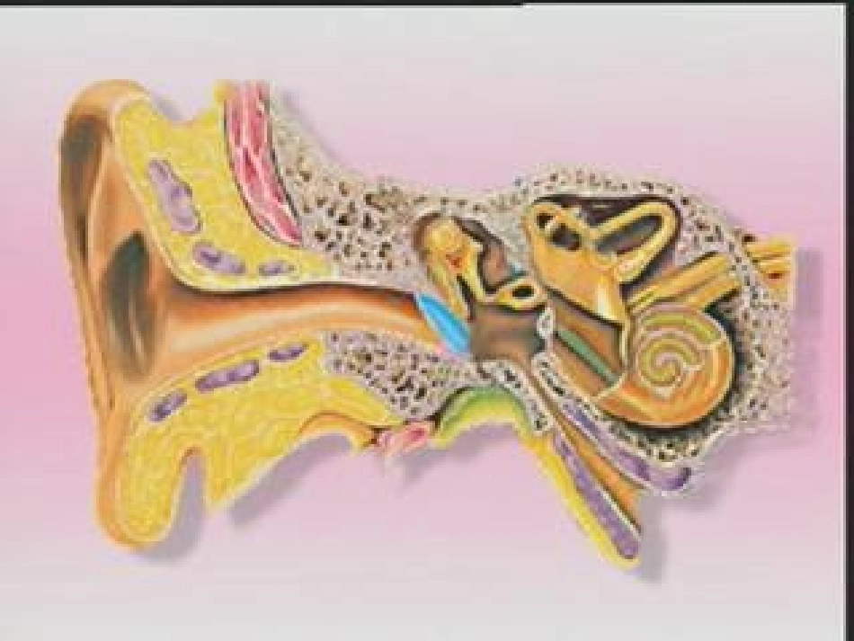 听觉的形成课件_第3页