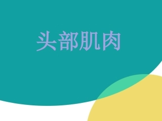 头部肌肉讲解