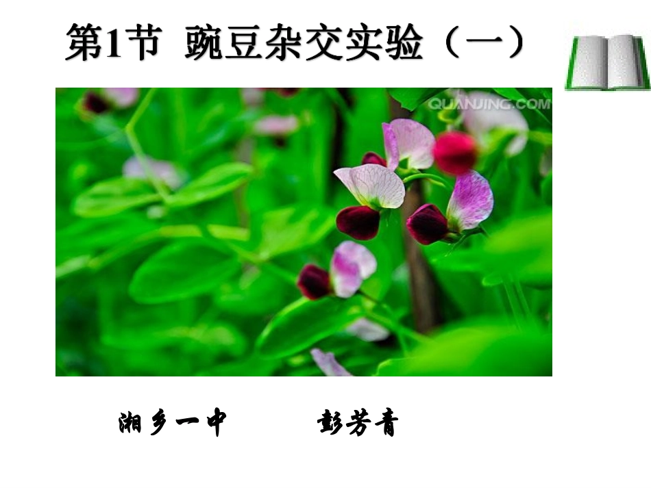 豌豆杂交实验一_第3页