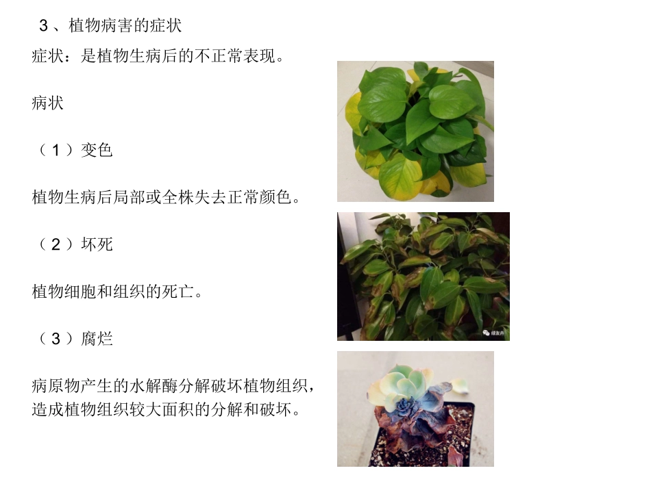 无人机植保技术第二章病虫草害基础知识_第3页