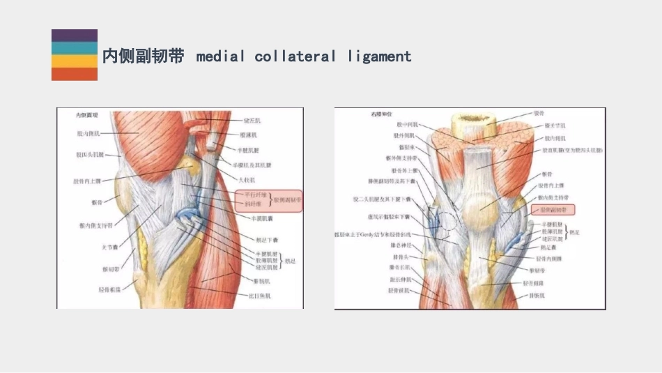 膝关节解剖及损伤MR诊疗_第2页