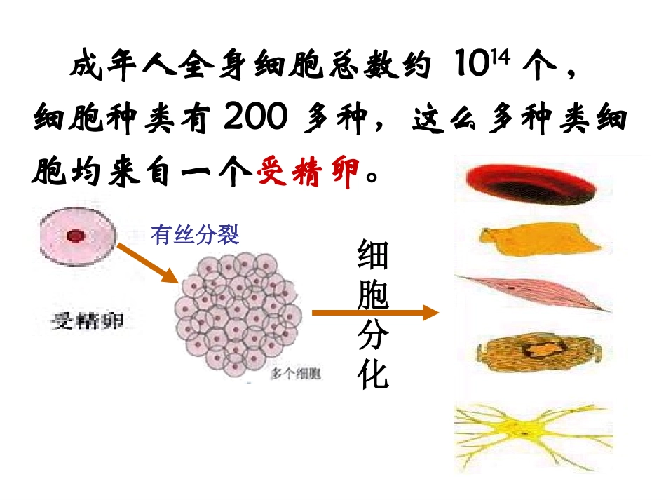 细胞的分化分析_第2页