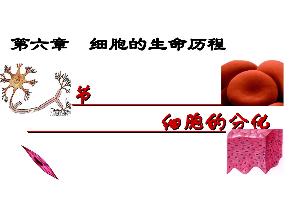 细胞的分化分析_第3页