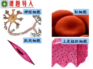 细胞的分化分析